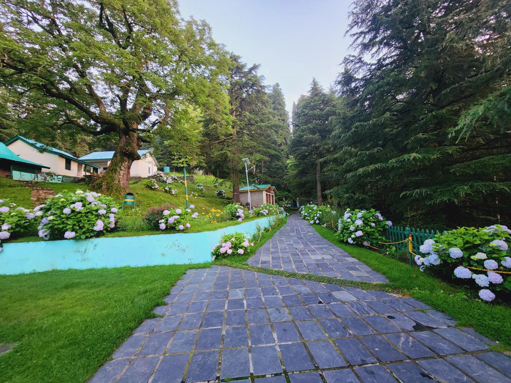 Forest Vibes Kalatop-Rooms And Restaurant ダルハウジ エクステリア 写真
